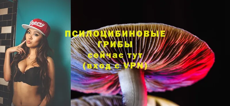 где найти наркотики  Тюмень  Галлюциногенные грибы Cubensis 